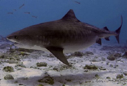 Emma the Tiger Shark,just swimming by at Crystal Tiger,he... by Gary Curtis 